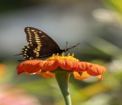 2019 09 15 LongFellowGardens 030